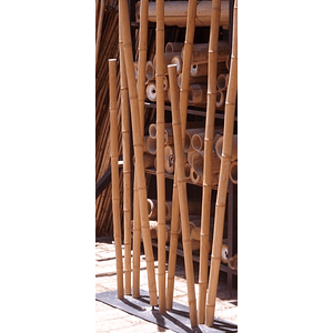 Bambú Aurea dimensionada y preparado para decoración