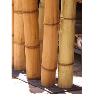 Bambú Asper dimensionado y preparado para decoración