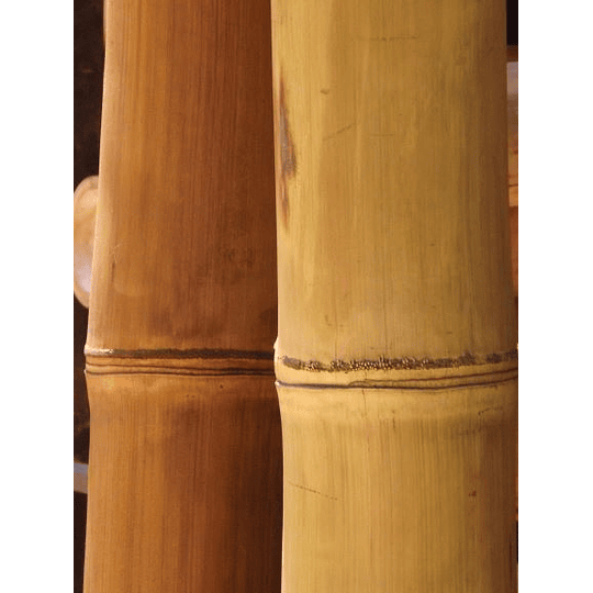 Bambú Asper dimensionado y preparado para decoración - Image 2