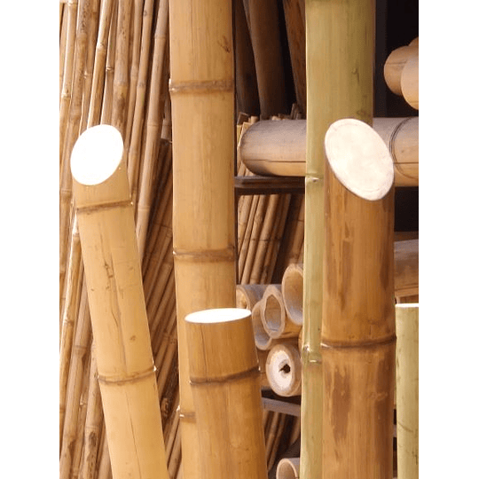 Bambú Guadua Dimensionada y Preparado para decoración, 8 a 10 cm - Image 4