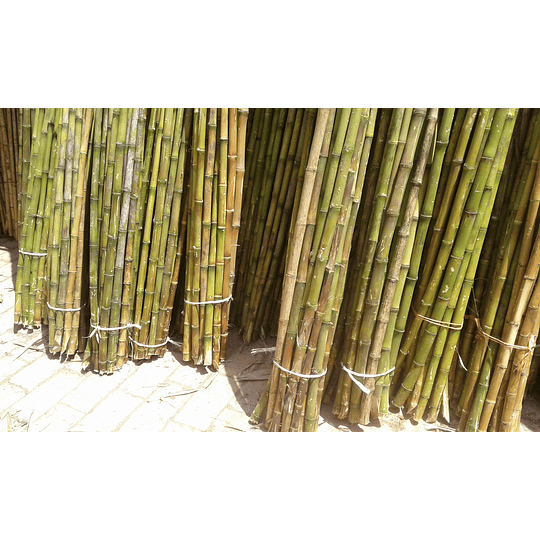 Bambú Colihue sin seleccionar, en bruto, largo 4 m. - Image 3