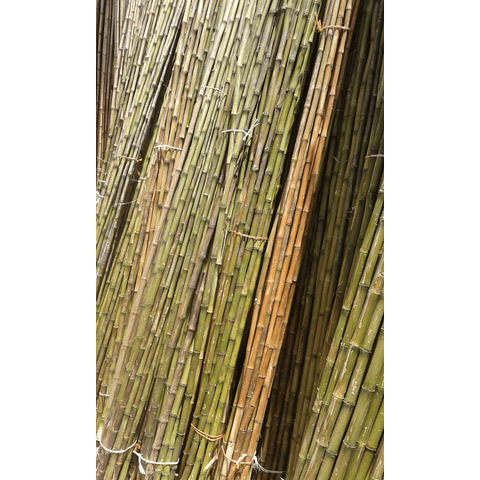 Bambú Colihue sin seleccionar, en bruto, largo 4 m. - Image 5