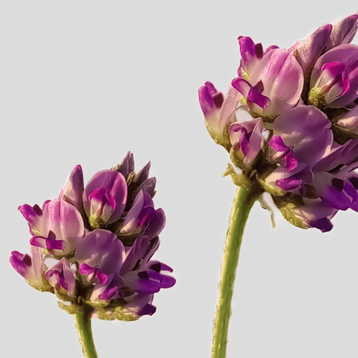 Retinol Vegano 20 ml  1