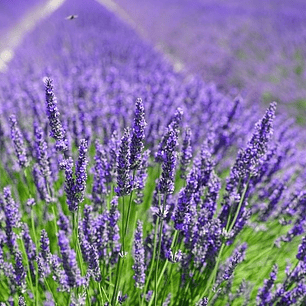 Agua de Lavanda 500 ml 