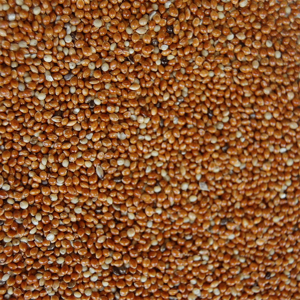 Semillas de mijo rojo 500 gr 2