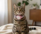 Collar de Gato con Localizador de Rastreo Global Android - Miniatura 7