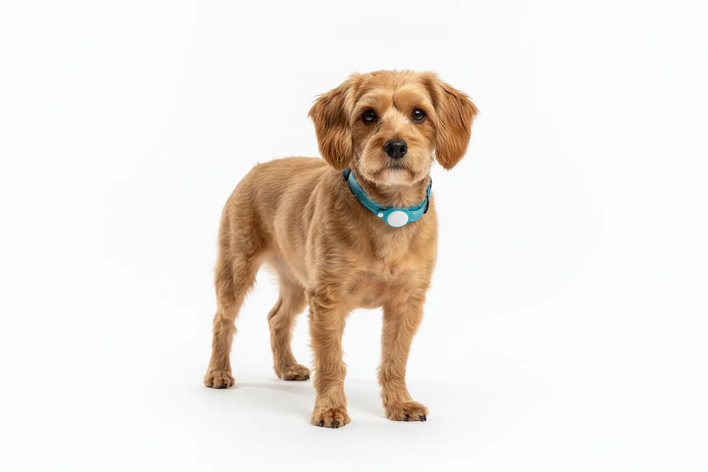 Collar de Perro con Soporte para Localizador GPS 19