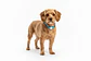 Collar de Perro con Soporte para Localizador GPS - Miniatura 19