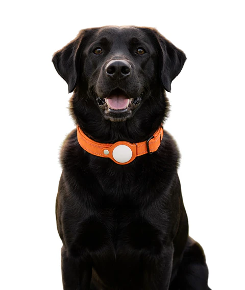 Collar de Perro con Localizador de Rastreo Global Apple