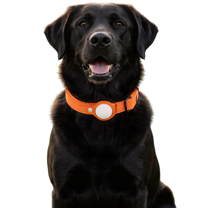 Collar de Perro con Localizador de Rastreo Global Apple 1