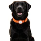 Collar de Perro con Localizador de Rastreo Global Apple - Miniatura 1