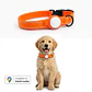Pack para Perro: Collar + Correa + Localizador de Rastreo Global Android - Miniatura 8