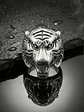 Anel Tiger Head - Thumbnail 2