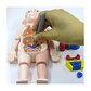 Juguete Rompecabezas Anatomía del Cuerpo Humano 55706 - Miniatura 7