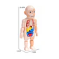 Juguete Rompecabezas Anatomía del Cuerpo Humano 55706 - Miniatura 8