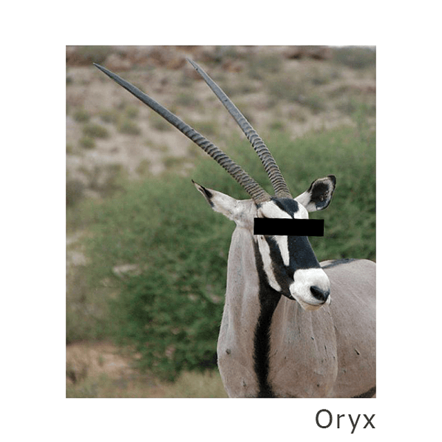 Gorra Oryx
