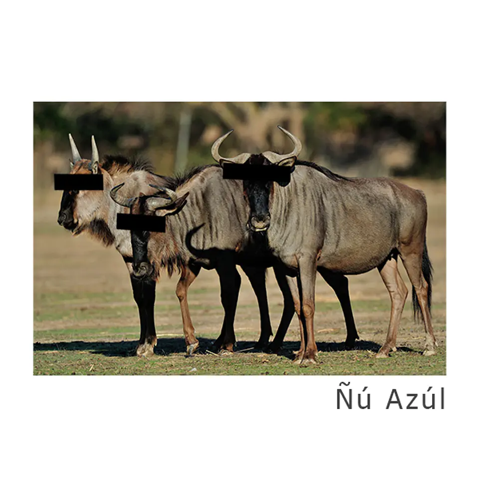 Gorra Taurinus 7