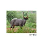Nyala Cap - thumbnail 4
