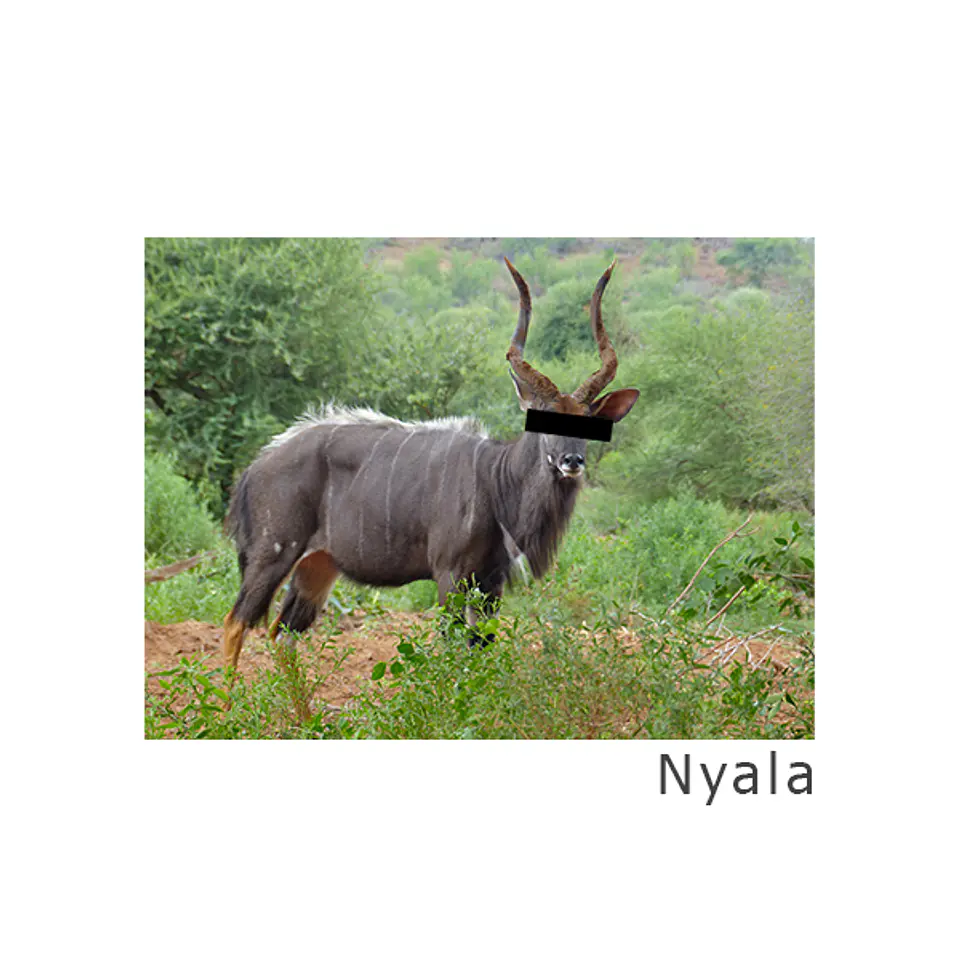 Nyala Cap 4
