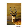 Impala cap