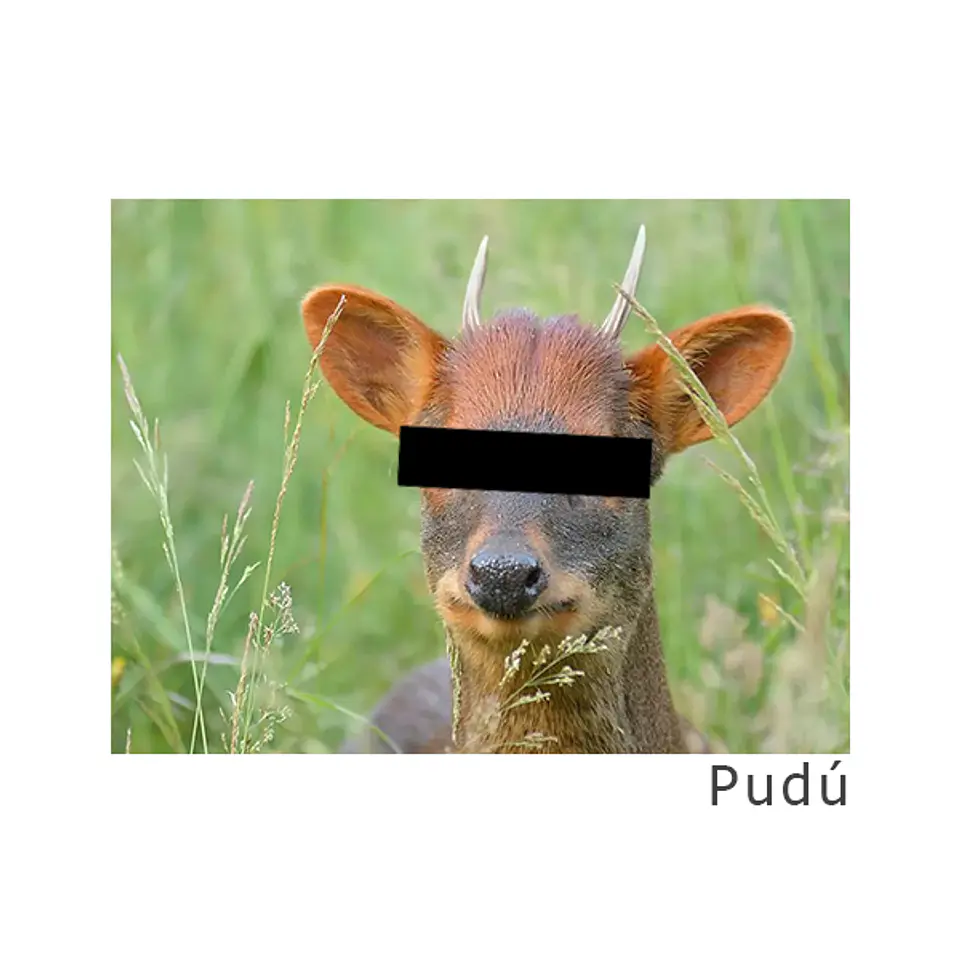 Gorra Pudú 4