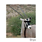 Oryx Beanie - thumbnail 7