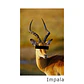 Beanie Impala - Miniatura 9