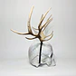 Elk Horns - thumbnail 3