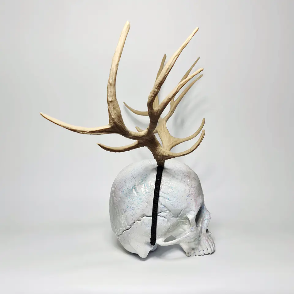 Elk Horns 3