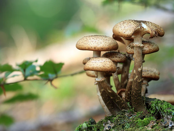 Setas Medicinales - Cordyceps, Reishi, Shiitake, Maitake, Coriolus Versicolor