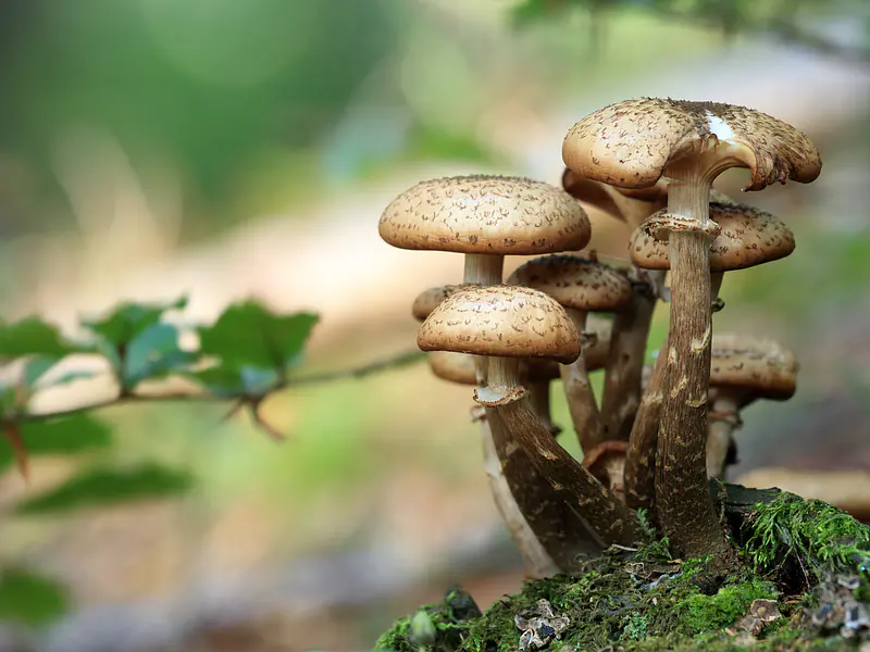 Setas Medicinales - Cordyceps, Reishi, Shiitake, Maitake, Coriolus Versicolor