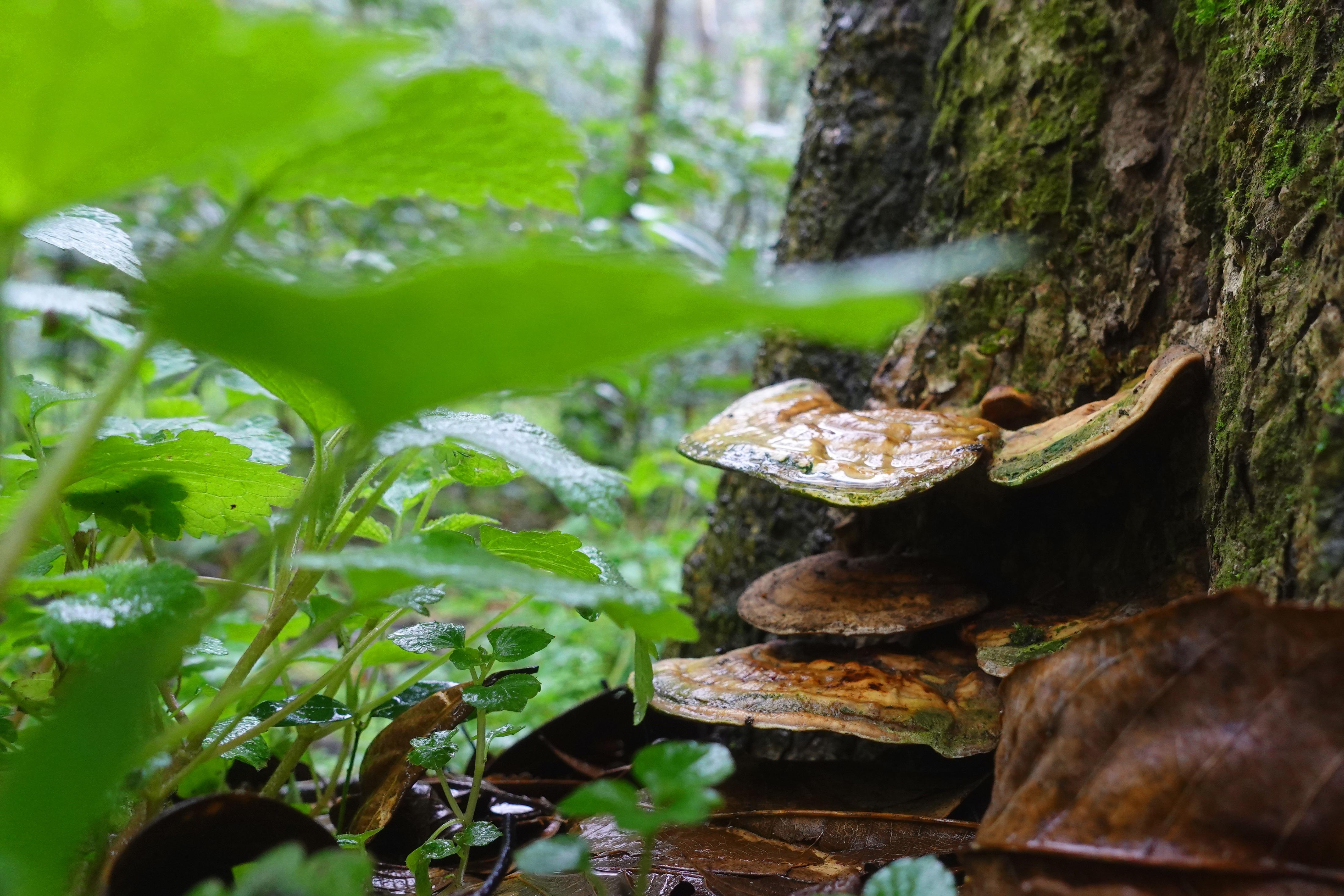 Beneficios del Ganoderma Lucidum (Reishi)