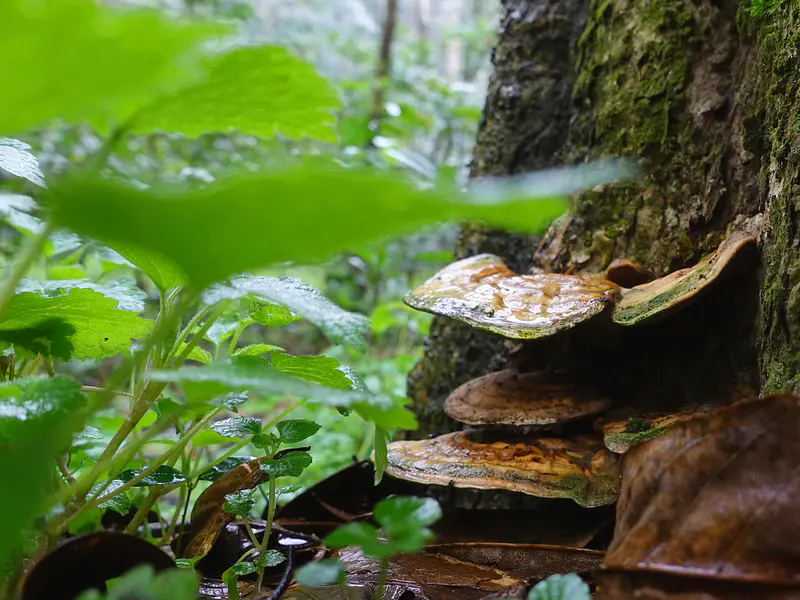 Beneficios del Ganoderma Lucidum (Reishi)