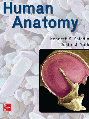 Human Anatomy: 2024 Release