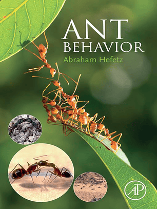 Ant Behavior
