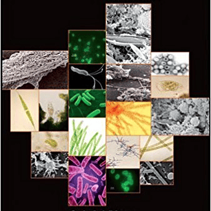 Wastewater Microbiology 