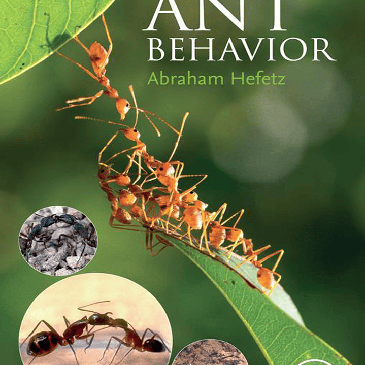 Ant Behavior 1