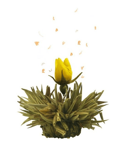 Rosa de Inverno – Chá Branco Encantado