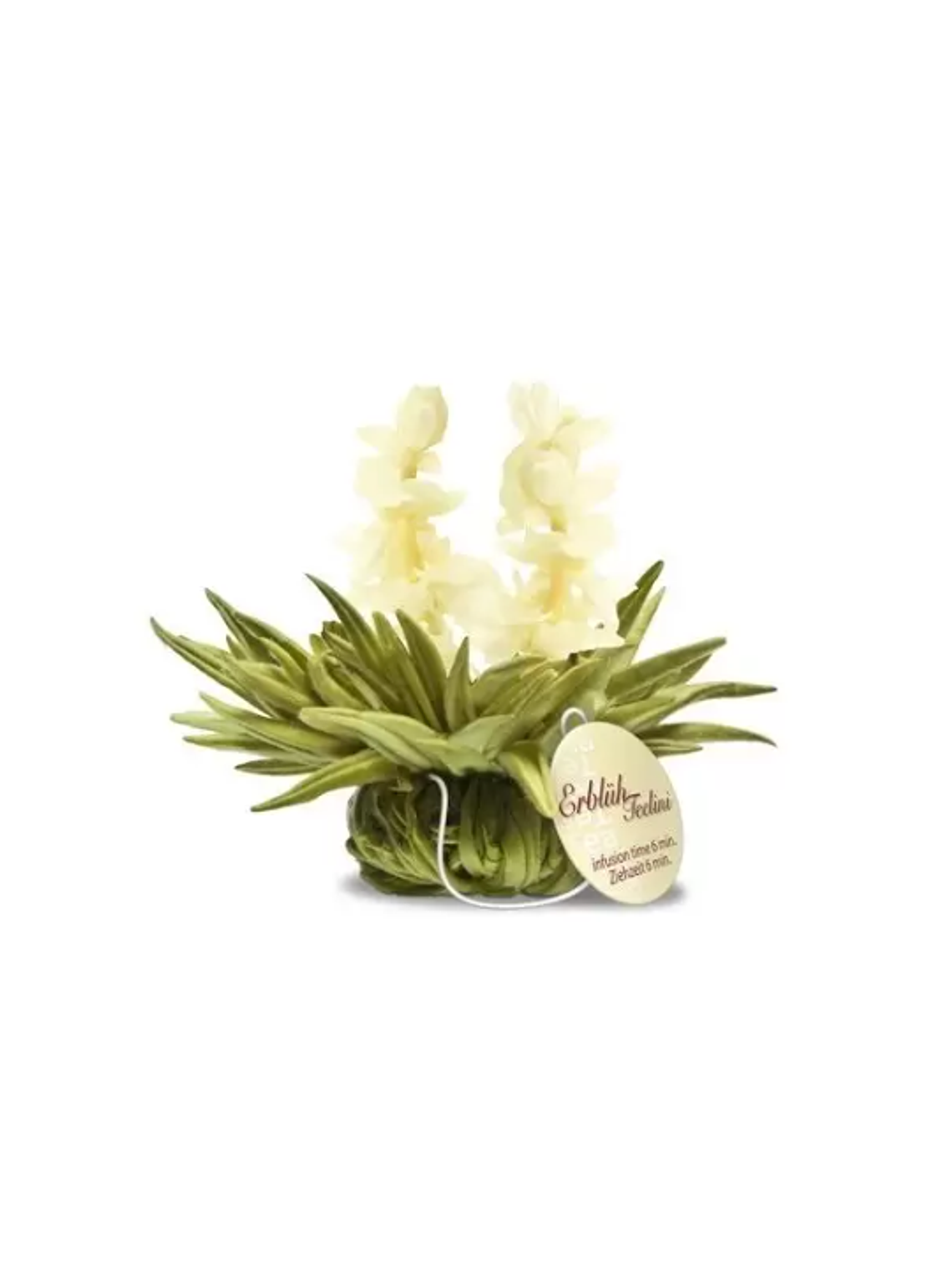 Aurora de Jasmim – Pérola de Inverno 1