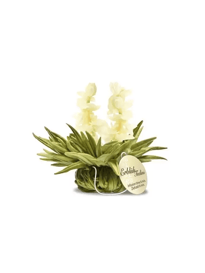 Aurora de Jasmim – Pérola de Inverno