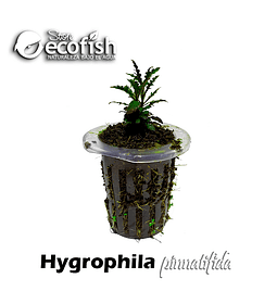Hygrophila Pinnatifida
