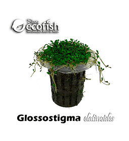 Glossostigma elatinoides