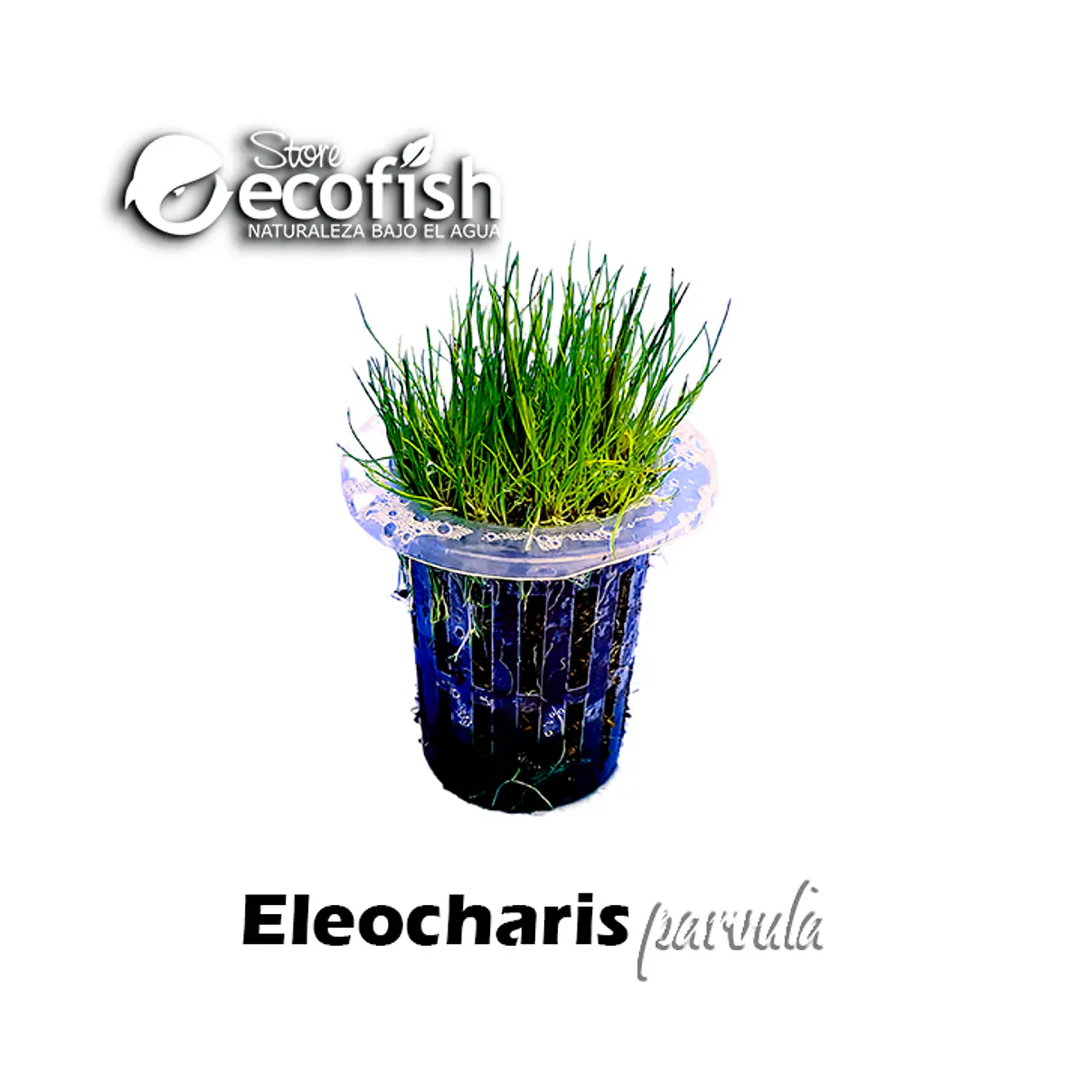 Eleocharis parvula