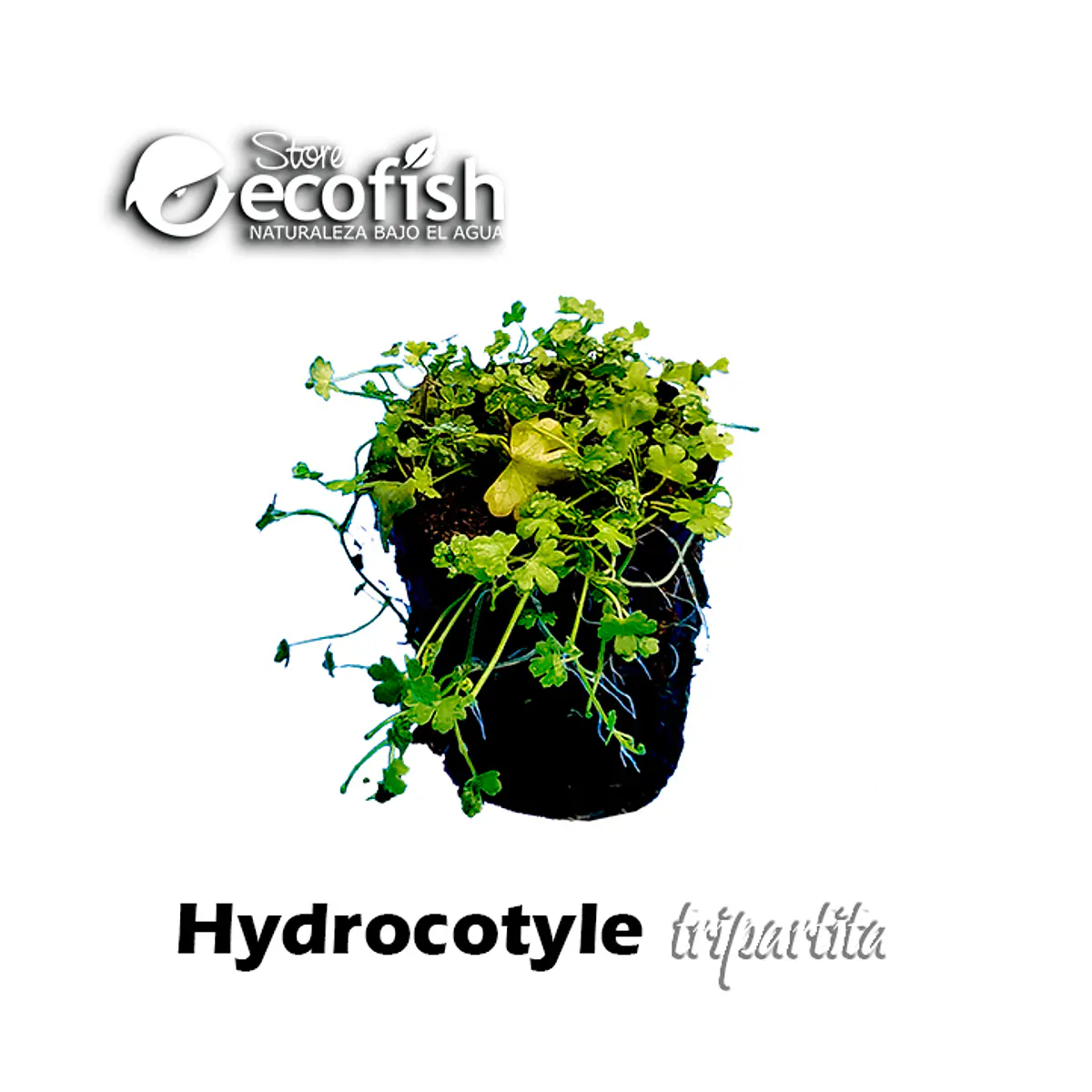 Hydrocotyle tripartita