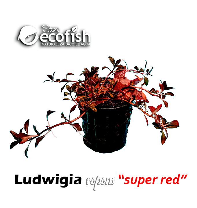 Ludwigia repens "Super Red"