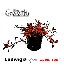 Ludwigia repens "Super Red"