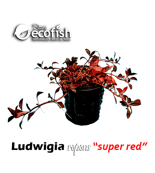 Ludwigia repens "Super Red"