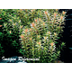 Rotala rotundifolia "Green"