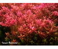 Rotala rotundifolia "Pink"