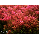 Rotala rotundifolia "Pink"